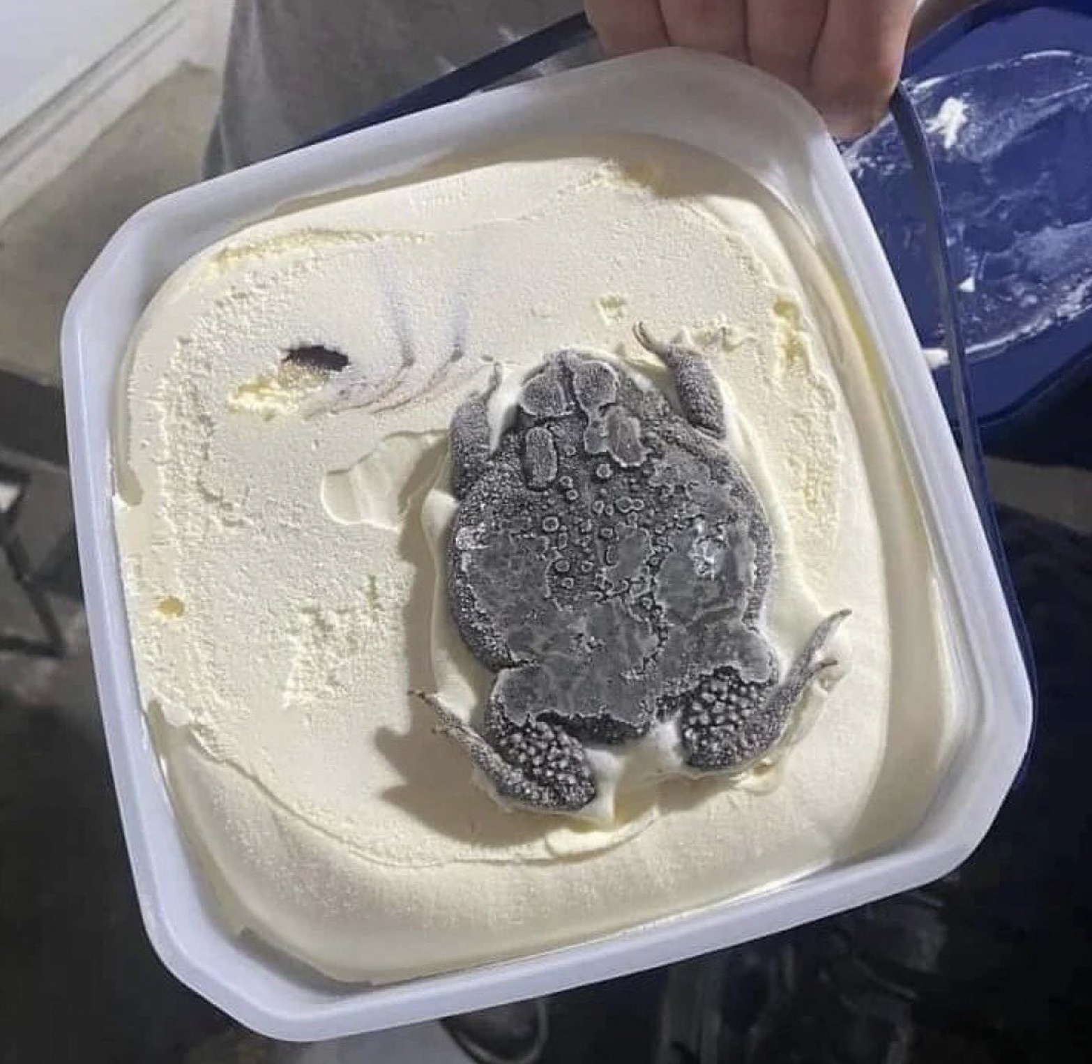 frog inside ice cream